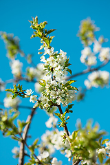 Image showing blooming cherry tree