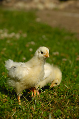 Image showing Two baby chicks on green grass