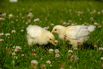 Image showing Two baby chicks on green grass