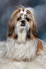 Image showing Sad shih tzu dog sitting