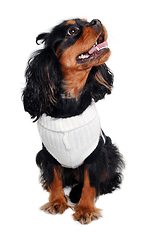 Image showing Happy Cavalier King Charles Spaniel dog