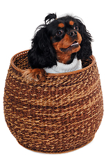 Image showing Happy Cavalier King Charles Spaniel dog in a basket