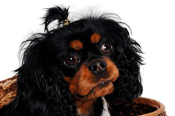 Image showing Sad Cavalier King Charles Spaniel dog in a basket