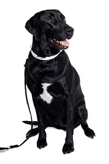 Image showing Labrador retriever dog is sitting on a clean white background