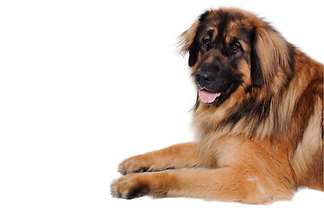 Image showing Leonberger dog is resting on a clean white background