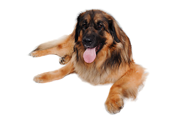 Image showing Leonberger dog is resting on a clean white background