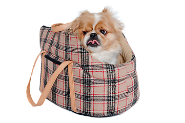 Image showing Pekingese dog in bag on a clean white background