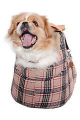 Image showing Pekingese dog in bag on a clean white background