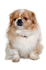 Image showing Pekingese dog isolated on a clean white background