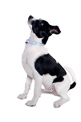 Image showing Happy Rat terrier puppy dog is sitting on a white background