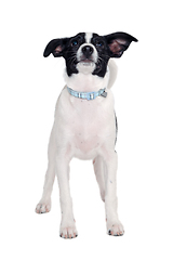 Image showing Happy Rat terrier puppy dog is standing on a white background