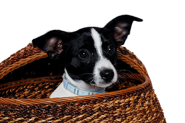 Image showing Happy Rat terrier puppy dog is playing in a basket, taken on a w