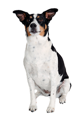 Image showing Happy Rat terrier puppy dog is sitting on a white background