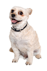 Image showing Happy terrier dog taken on a white background