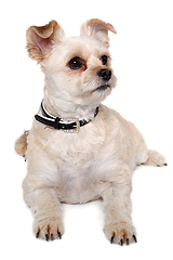 Image showing Happy terrier dog resting, taken on a white background