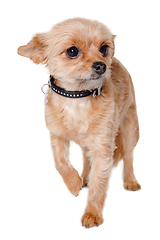 Image showing Sad yorkshireterrier puppy dog standing, taken on a white backgr