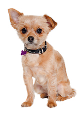 Image showing Sad yorkshireterrier puppy dog sitting, taken on a white backgro