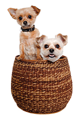 Image showing Two dogs in a barsket, taken on a white background