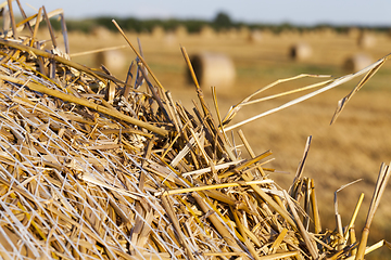 Image showing yellow straw
