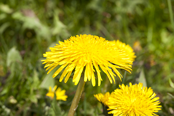 Image showing yellow dandelion