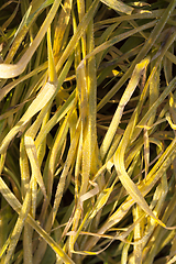 Image showing yellowed autumn grass