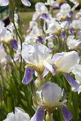 Image showing white blue iris