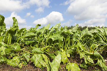 Image showing beet top side