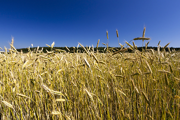 Image showing ears of wheat