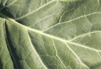 Image showing green cabbage leaf