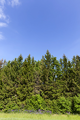 Image showing green spruce