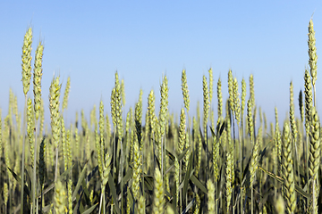 Image showing smooth green stems wheat