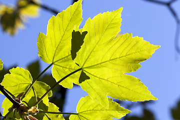 Image showing maple foliage