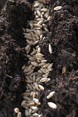 Image showing black wet soil