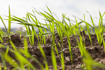 Image showing green wheat