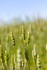 Image showing ears of wheat