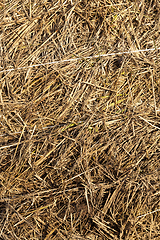 Image showing Stacked straw