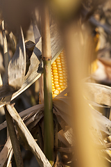 Image showing ripe solid corn