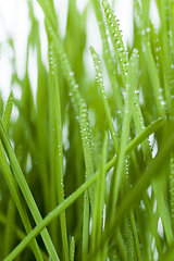 Image showing high green wheat