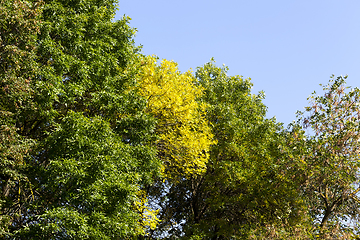 Image showing leaf fall close-up