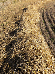 Image showing Straw of wheat