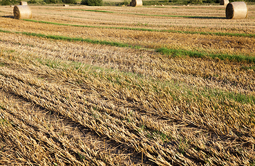 Image showing stubble agricultural field