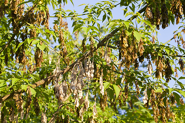 Image showing old and new maple ash seeds