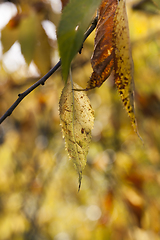 Image showing autumn season