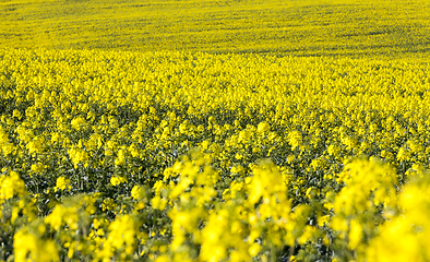 Image showing rapeseed field
