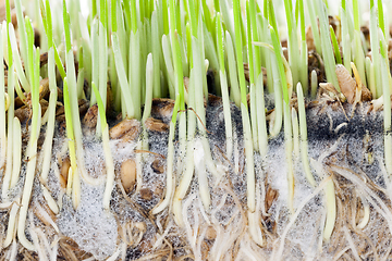 Image showing green sprouts