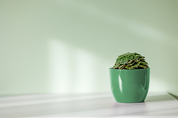 Image showing green flower pot