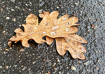 Image showing wet autumn leaves