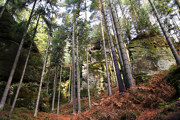 Image showing Rocks in forest, Bohemian Paradise (Cesky Raj), Czech Republic