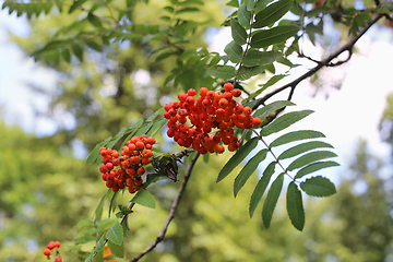 Image showing Branches of mountain ash with berries 