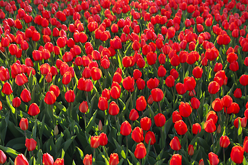 Image showing Beautiful red tulips, bright nature background